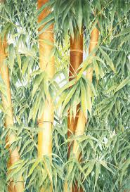 Bamboo Golden 65G [Phyllostachys Aurea]
